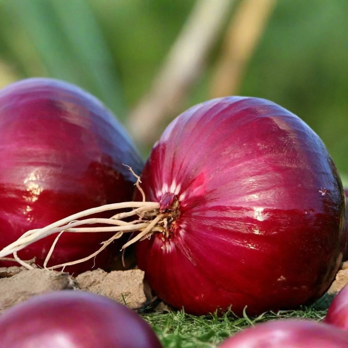 500 Red Creole Onion Seeds - Non-GMO Heirloom, Short-Day, Spicy Flavor, Great for Salsas & Cajun Dishes, Easy to Grow, !