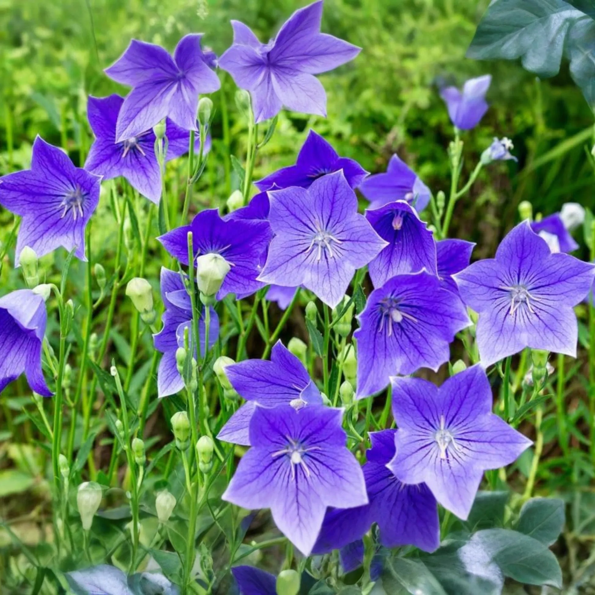 1,000 Balloon Flower Seeds (Platycodon grandiflorus) - Toraji, Chinese Bellflower, Non-GMO, Perennial, Easy to Grow, !