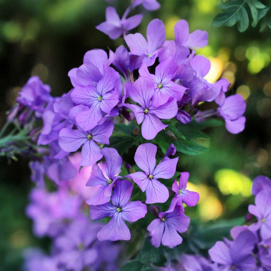 75 Money Plant Seeds (Lunaria annua) - Honesty Flower, Silver Dollar Plant, Easy to Grow, Unique Seedpods, !