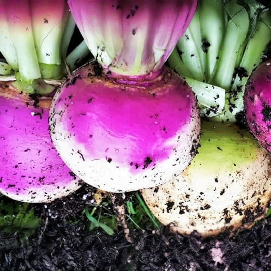 1000 American Purple Top Rutabaga Seeds - Heirloom, Non-GMO, Cold-Hardy Root Vegetable