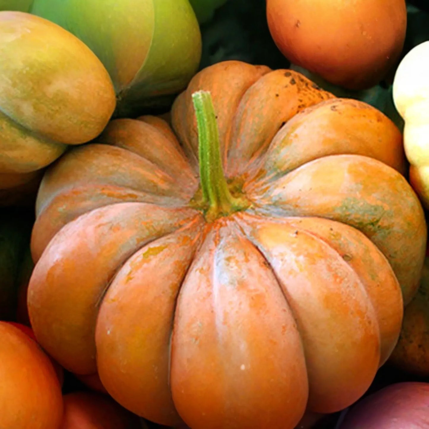 15 Fairytale Pumpkin Seeds - Heirloom Non-GMO | Sweet & Rich Flavor | Deep Ribbing | 15 lb Pumpkins | USA Seller |