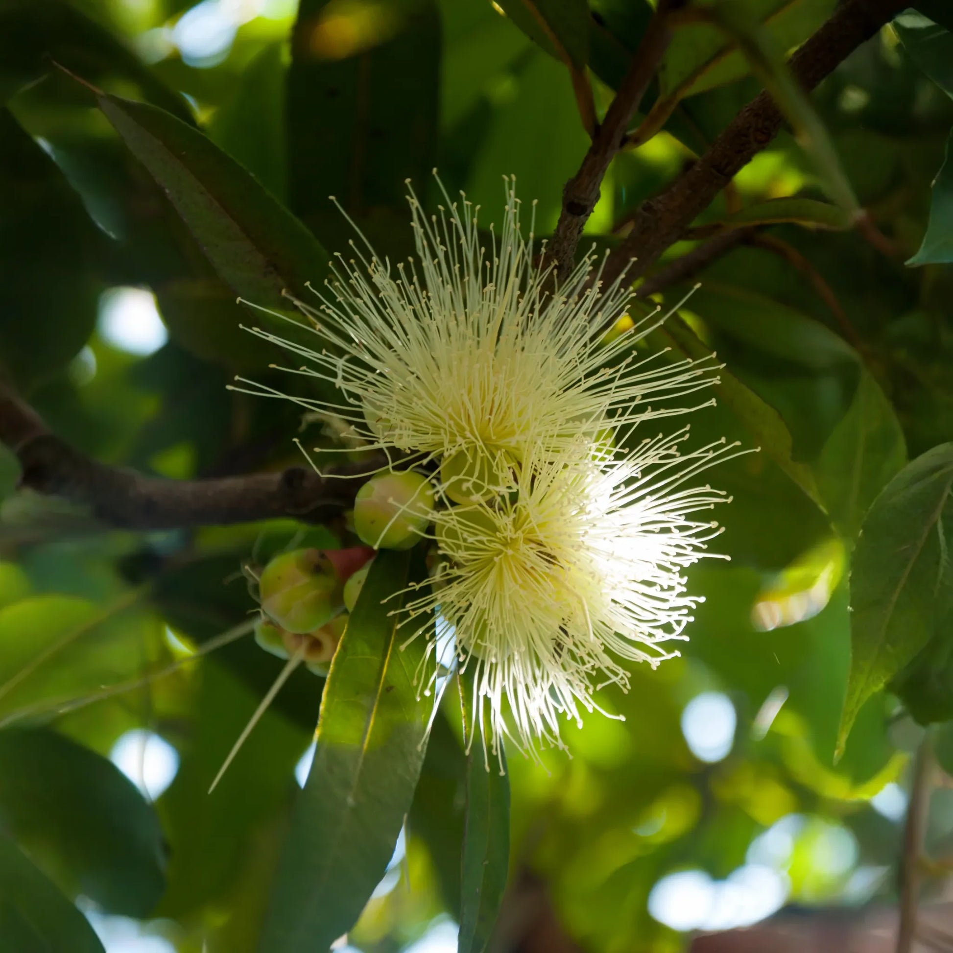 Rose Apple (Syzygium jambos)