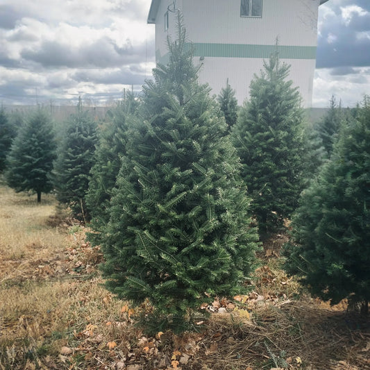 Real Christmas Trees Delivered 4 Foot Premium Balsam Fir Christmas Tree - 🆕 New Arrivals, All Products, Products from Christmas Trees In The Mail, 🏡 Home + Garden - Little Red General Store