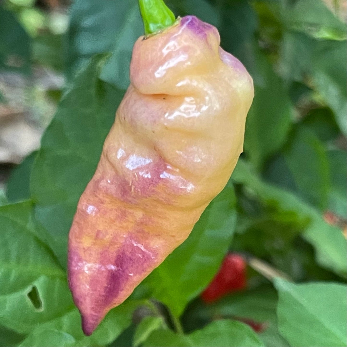 Peaches N Cream Pimenta - Seeds