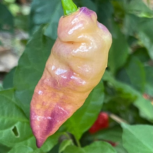 Peaches N Cream Pimenta - Seeds