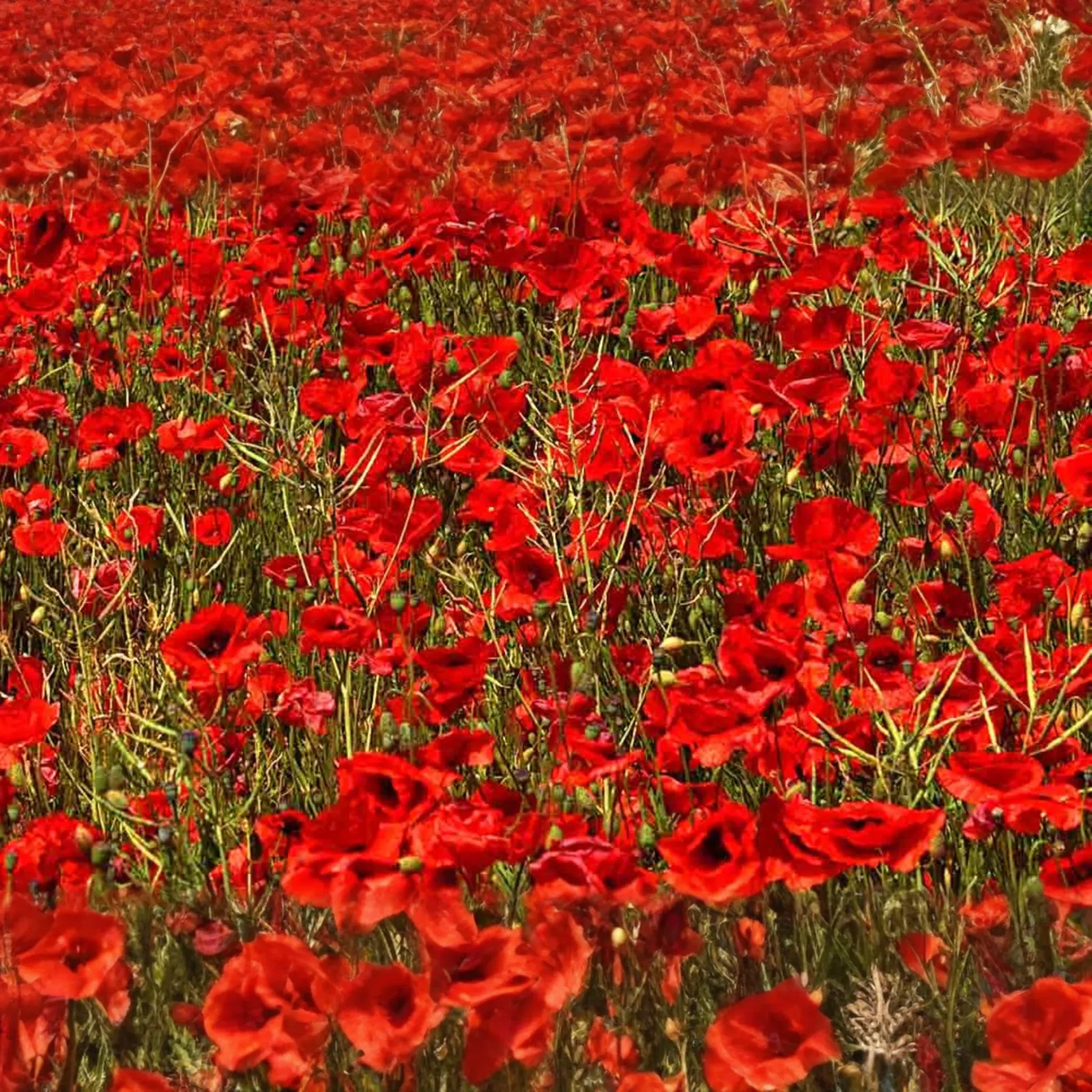 3000 Red Corn Poppy Seeds - Papaver Rhoeas, Bright Red Blooms,