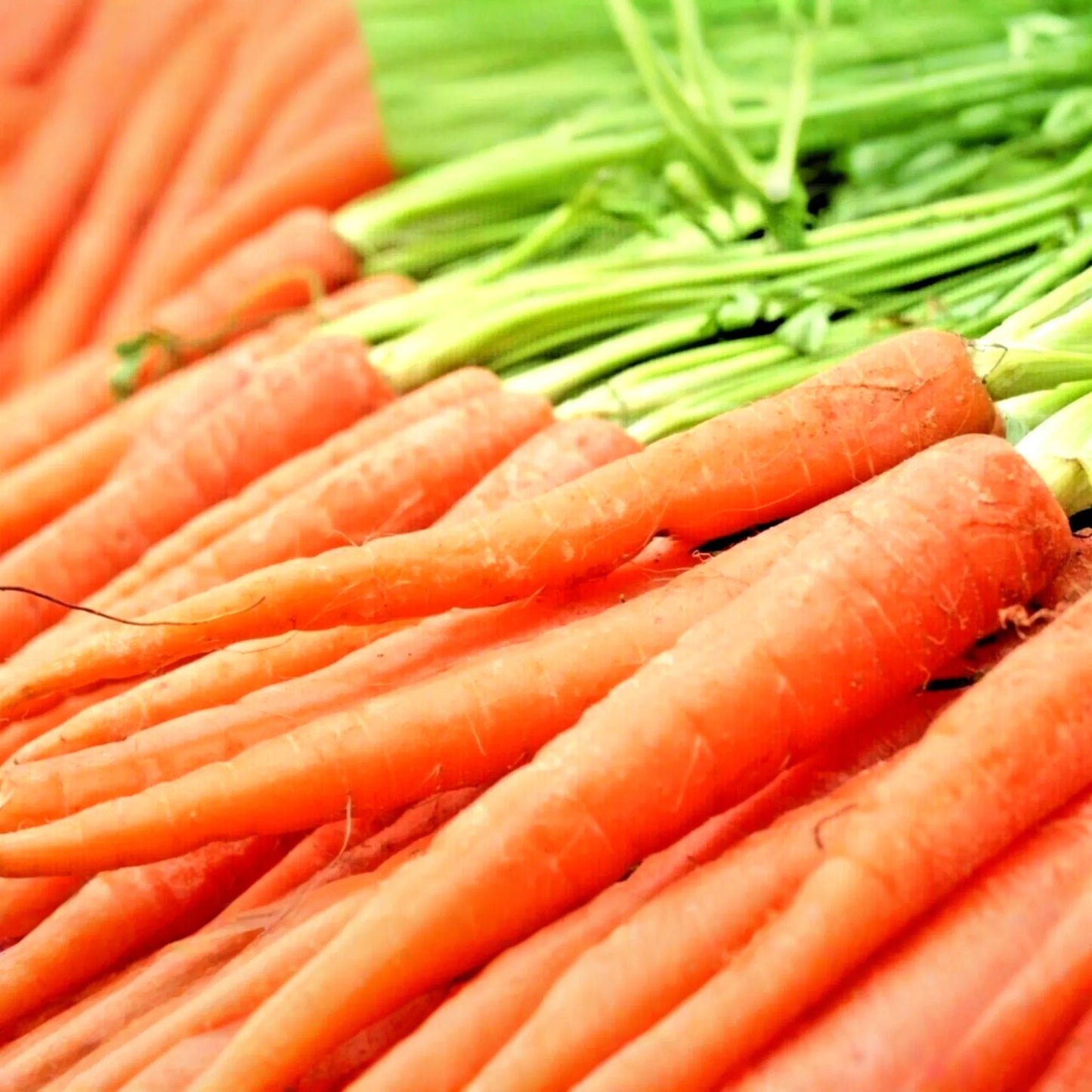 2,000 Imperator Carrot Seeds - Heirloom, NON-GMO, All-America Selections,