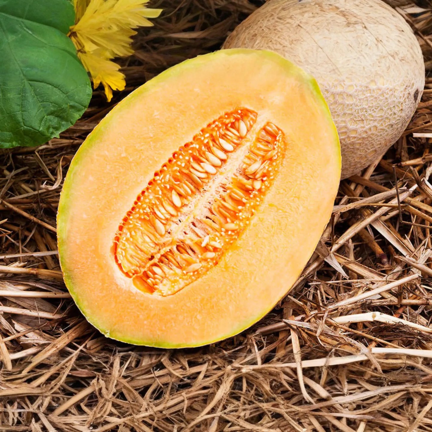 100 Hales Best Jumbo Cantaloupe Seeds - Heirloom, Non-GMO, Sweet & Juicy Melons