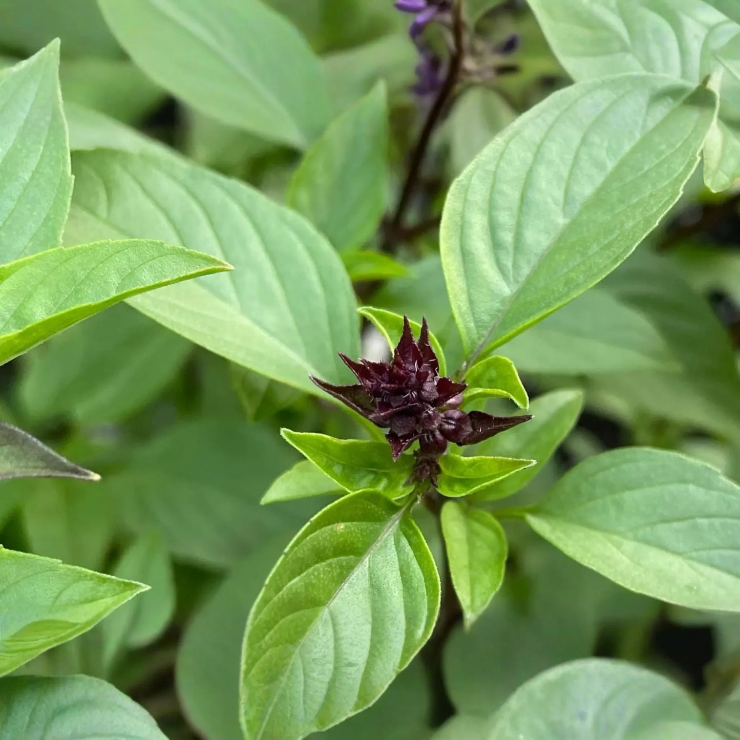 1000 Cinnamon Basil Seeds - Ocimum Basilicum, Herb, Non-GMO, Aromatic & Flavorful