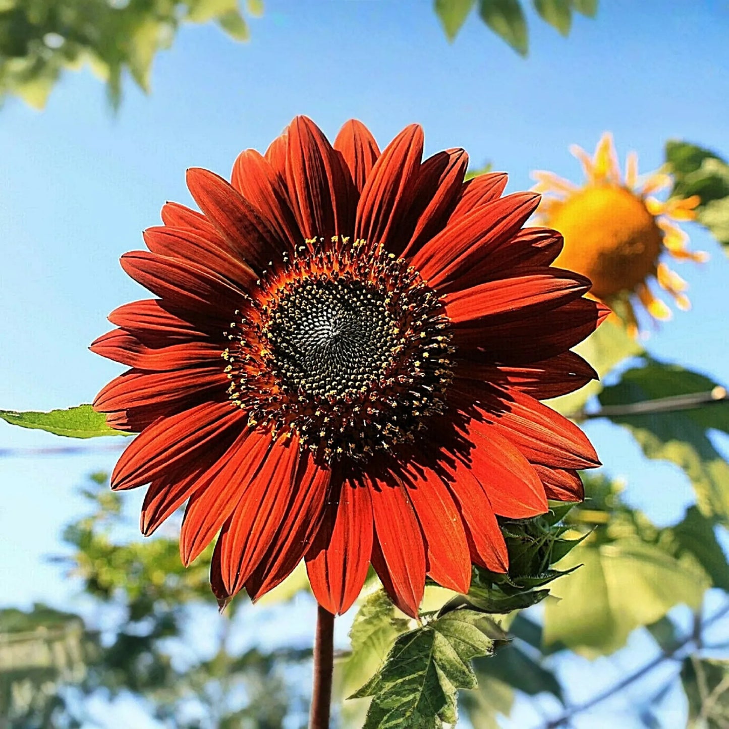 100 Velvet Queen Sunflower Seeds - Heirloom, Big Blooms, Non-GMO,