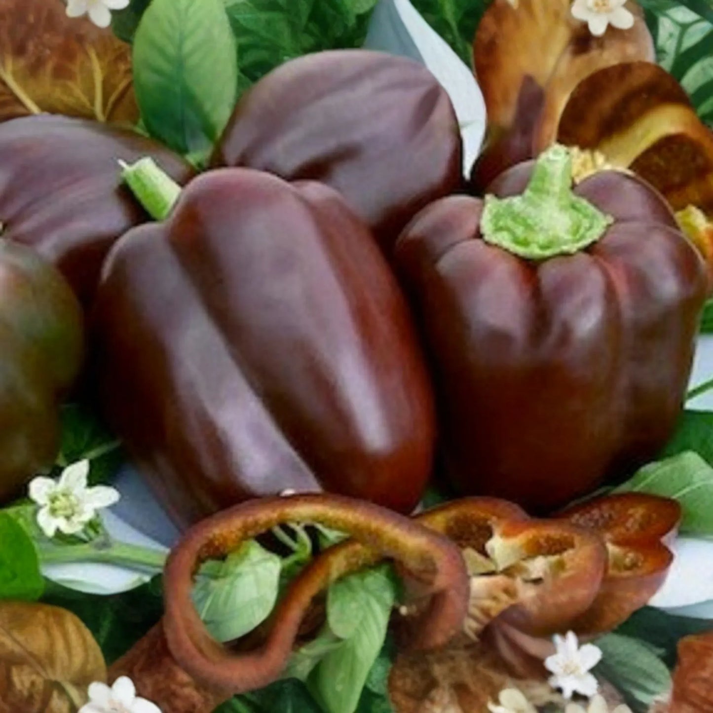 50 Chocolate Beauty Bell Pepper Seeds - Heirloom, NON-GMO, Sweet & Juicy, USA Seller