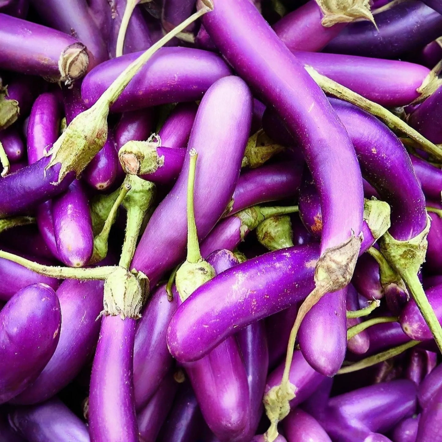 50 Long Purple Eggplant Seeds - Heirloom, NON-GMO, High Yield, USA Seller