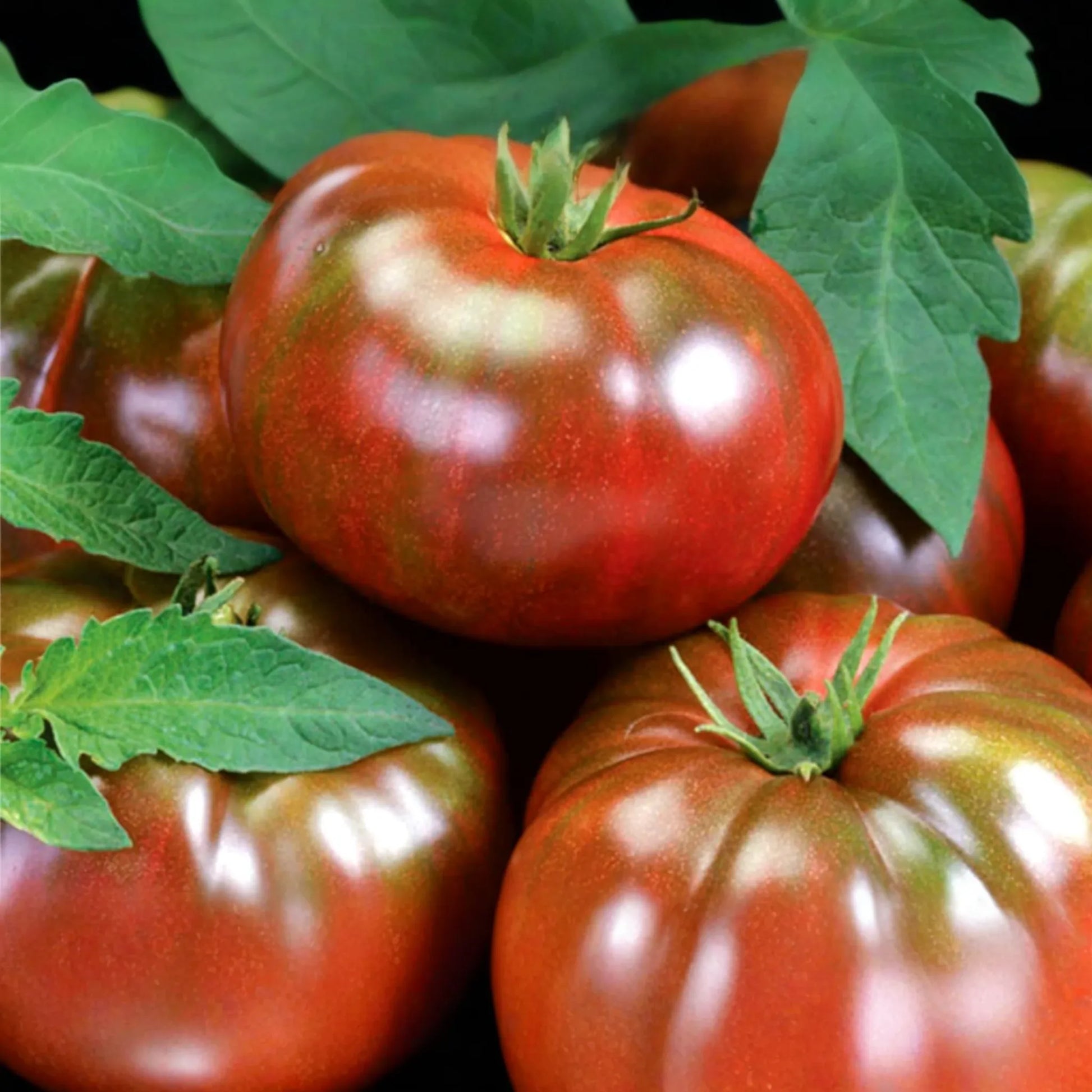 100 Black Krim Tomato Seeds - Non-GMO Heirloom, Bold Flavor, Indeterminate,