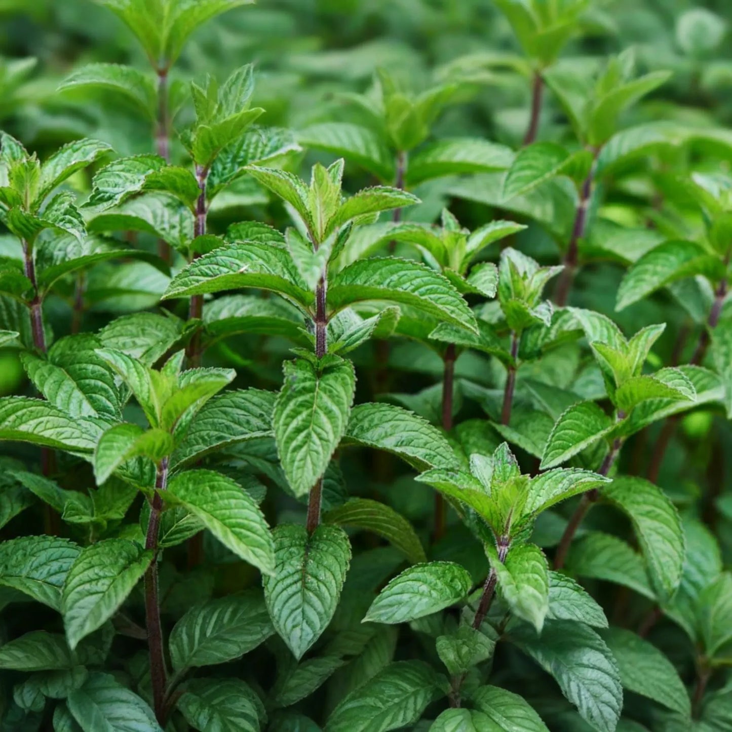 1 Chocolate Mint Live Starter Plant | Organic Homegrown Herb for Tea, Cooking, Oils & Aromatherapy | Fast Growing