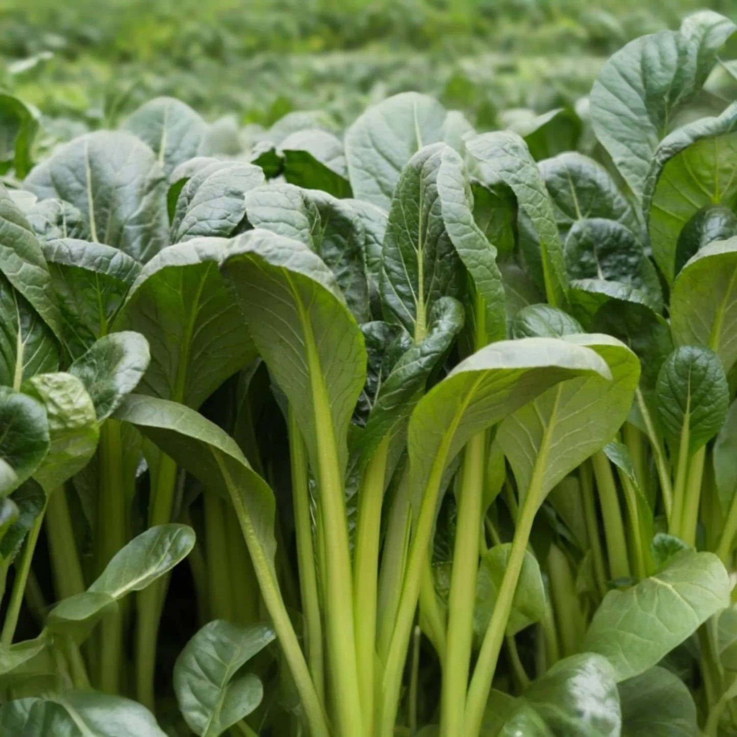 4000 Komatsuna Seeds - Japanese Green Spinach Mustard, NON-GMO, High in Vitamins A & C |