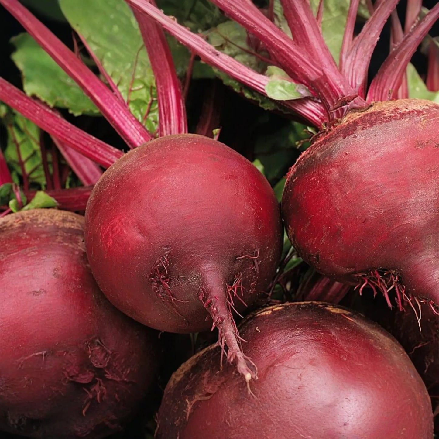 500 Ruby Queen Beet Seeds - Non-GMO Heirloom | Tender & Flavorful | Perfect for Canning | USA Seller