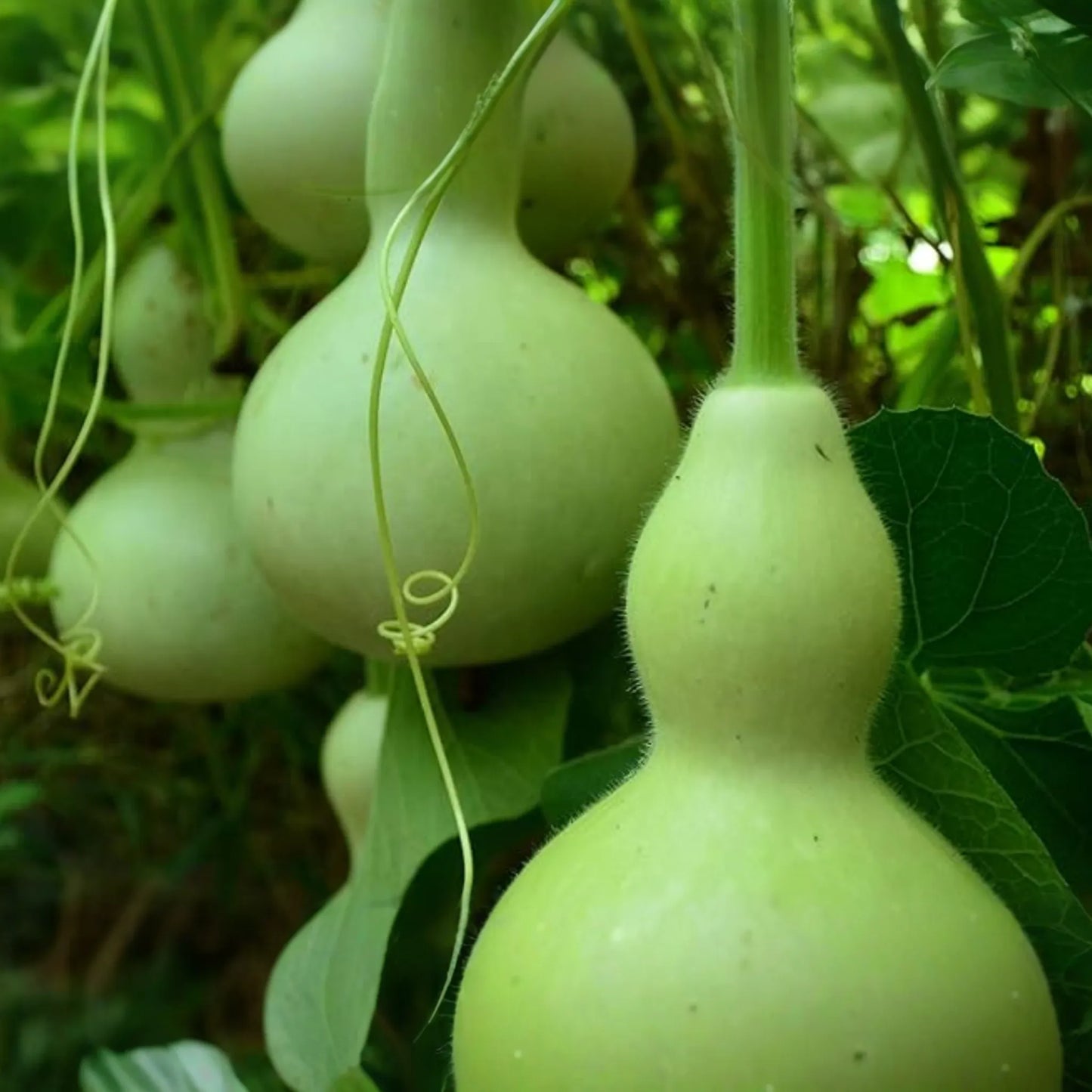 50 Martin Birdhouse Gourd Seeds - Heirloom Non-GMO | Crafting & Birdhouses | Full Sun |