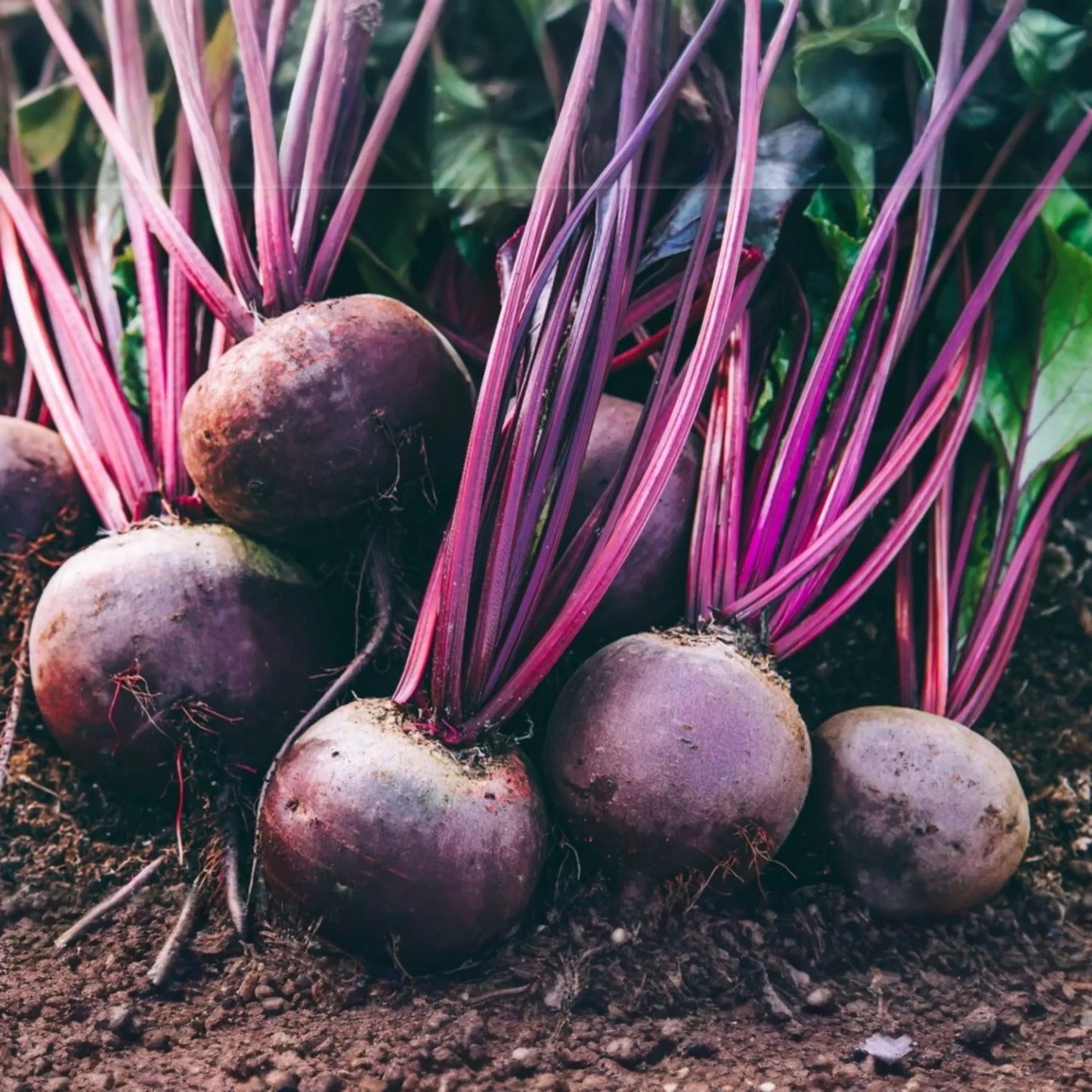 250 Detroit Dark Red Beet Seeds - Non-GMO Heirloom | Sweet & Nutritious Roots and Greens | Full Sun |