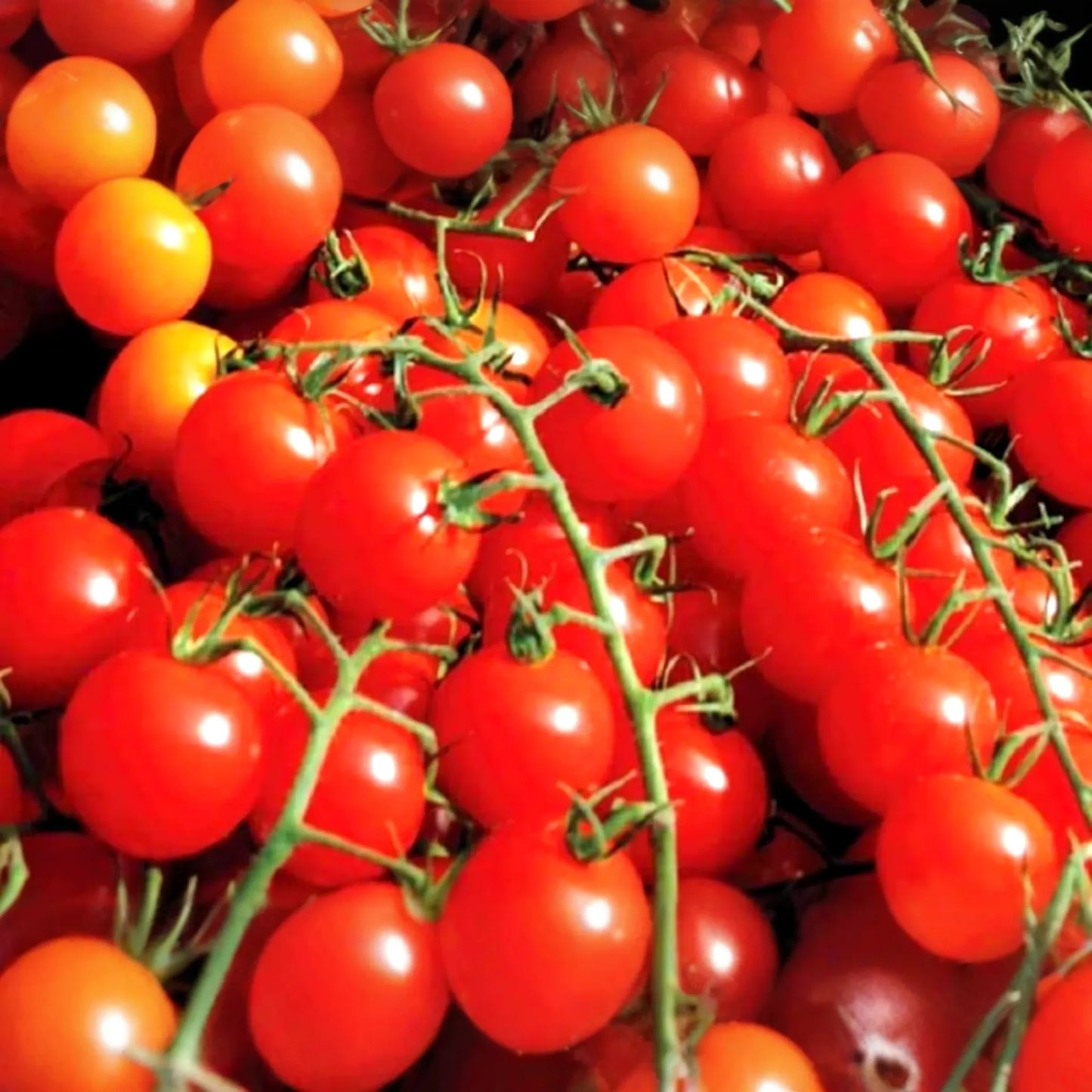 50 Small Red Cherry Tomato Seeds - Non-GMO Heirloom | High Yield & Sweet Flavor | Indeterminate Vines | USA Seller |