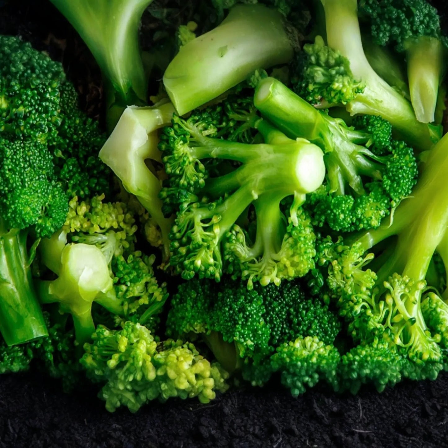 1000 Waltham 29 Broccoli Seeds - Non-GMO Heirloom | Cold Hardy & Productive | Spring and Fall Planting | USA Seller |