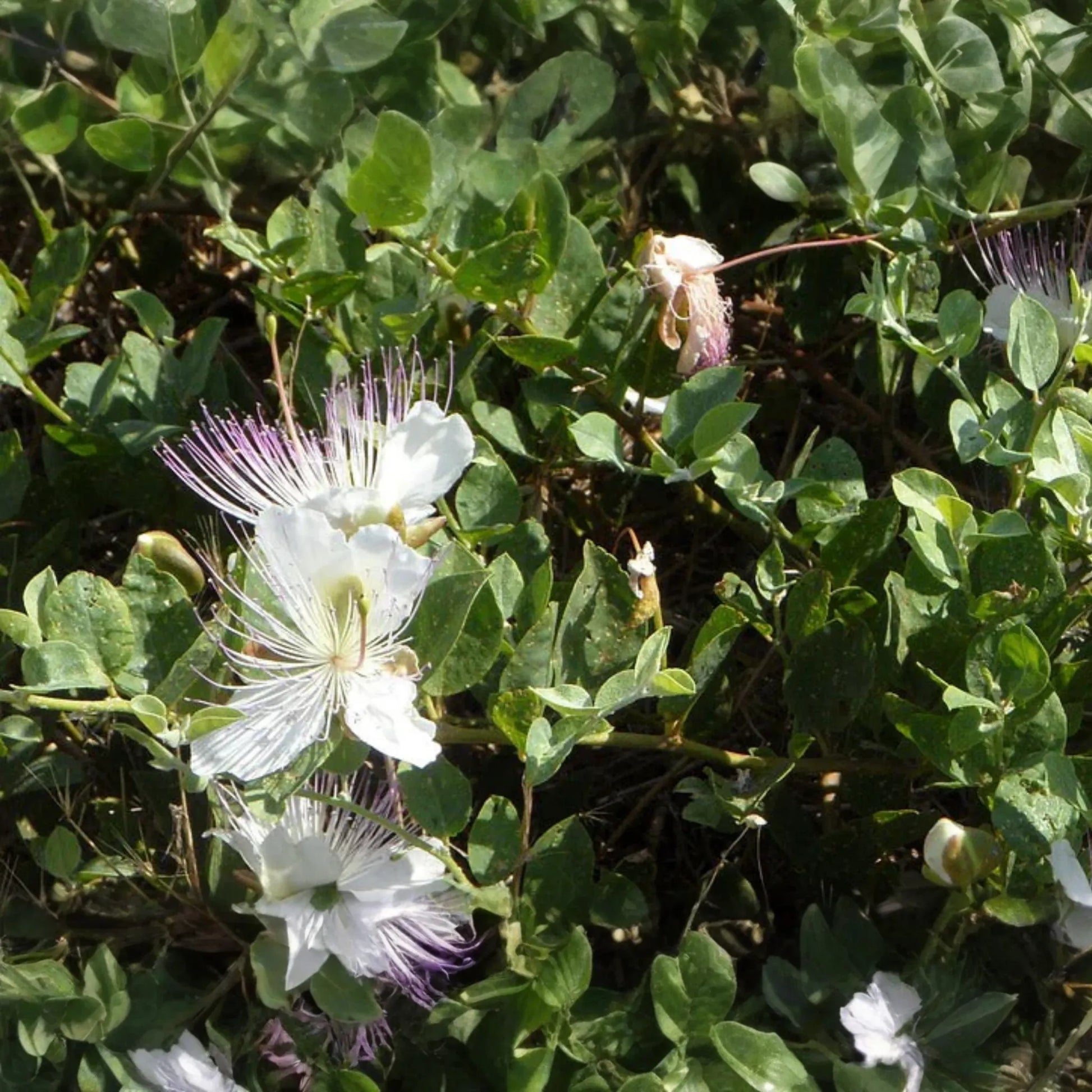 50 Caper Seeds (Capparis spinosa) - Non-GMO | Grow Your Own Caper Bush | Edible Buds & Berries | Perennial Herb |