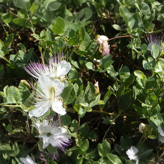 50 Caper Seeds (Capparis spinosa) - Non-GMO | Grow Your Own Caper Bush | Edible Buds & Berries | Perennial Herb |