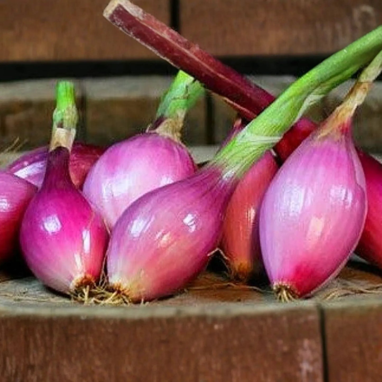 1000 Red Long of Tropea Onion Seeds - Non-GMO Heirloom | Sweet Gourmet Italian Variety | Bunching Onion |