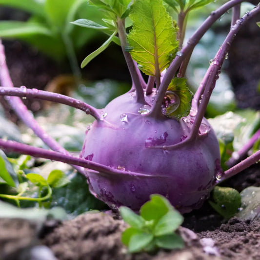 1000 Purple Vienna Kohlrabi Seeds - Non-GMO Heirloom | Cool Season Root Vegetable | Fast Growing |