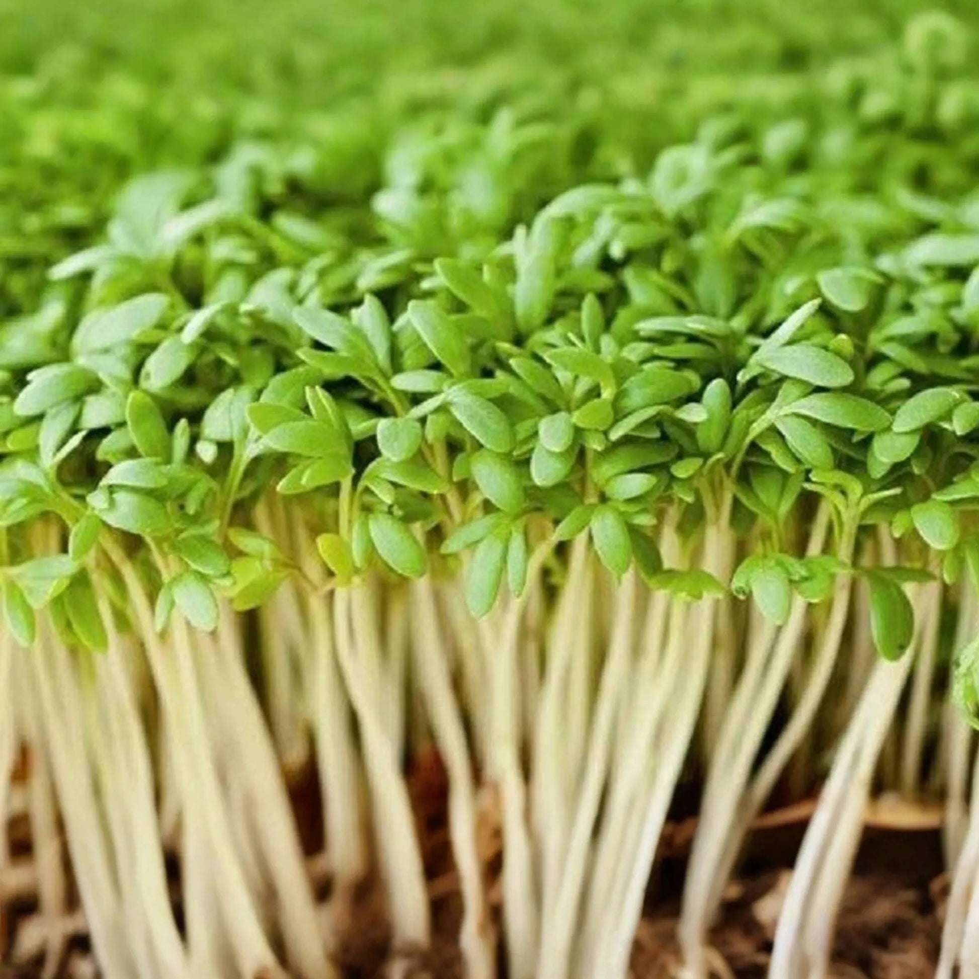 5000 Curled Garden Cress Seeds - Heirloom, Non-GMO, Fast-Growing Herb | USA Seller