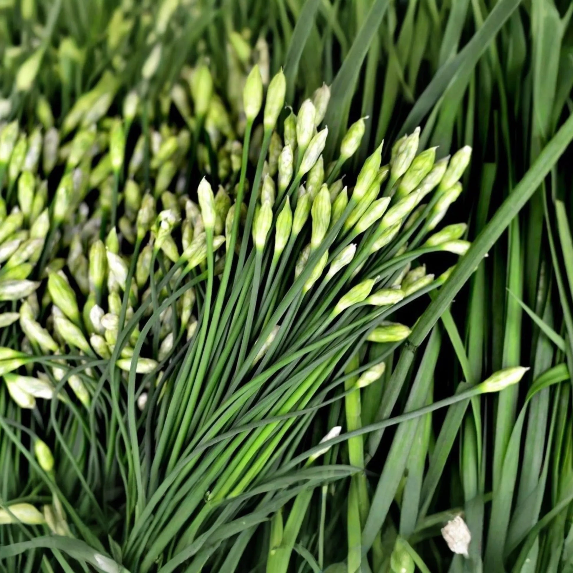 400 Garlic Chives Seeds - Non-GMO, Perennial Herb, Culinary & Ornamental | USA Seller,