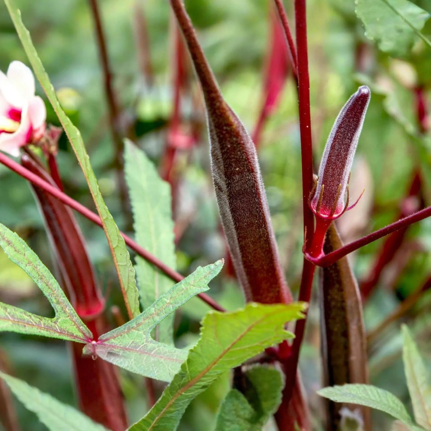 100 Red Burgundy Okra Seeds - Non-GMO Heirloom, Stunning Red Pods | USA Seller,