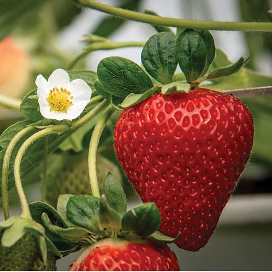 San Andreas Strawberry