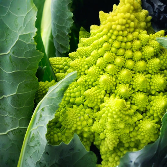 1,000 Romanesco Broccoli Seeds - Non-GMO Heirloom, Unique Fractal Shape, USA Seller,