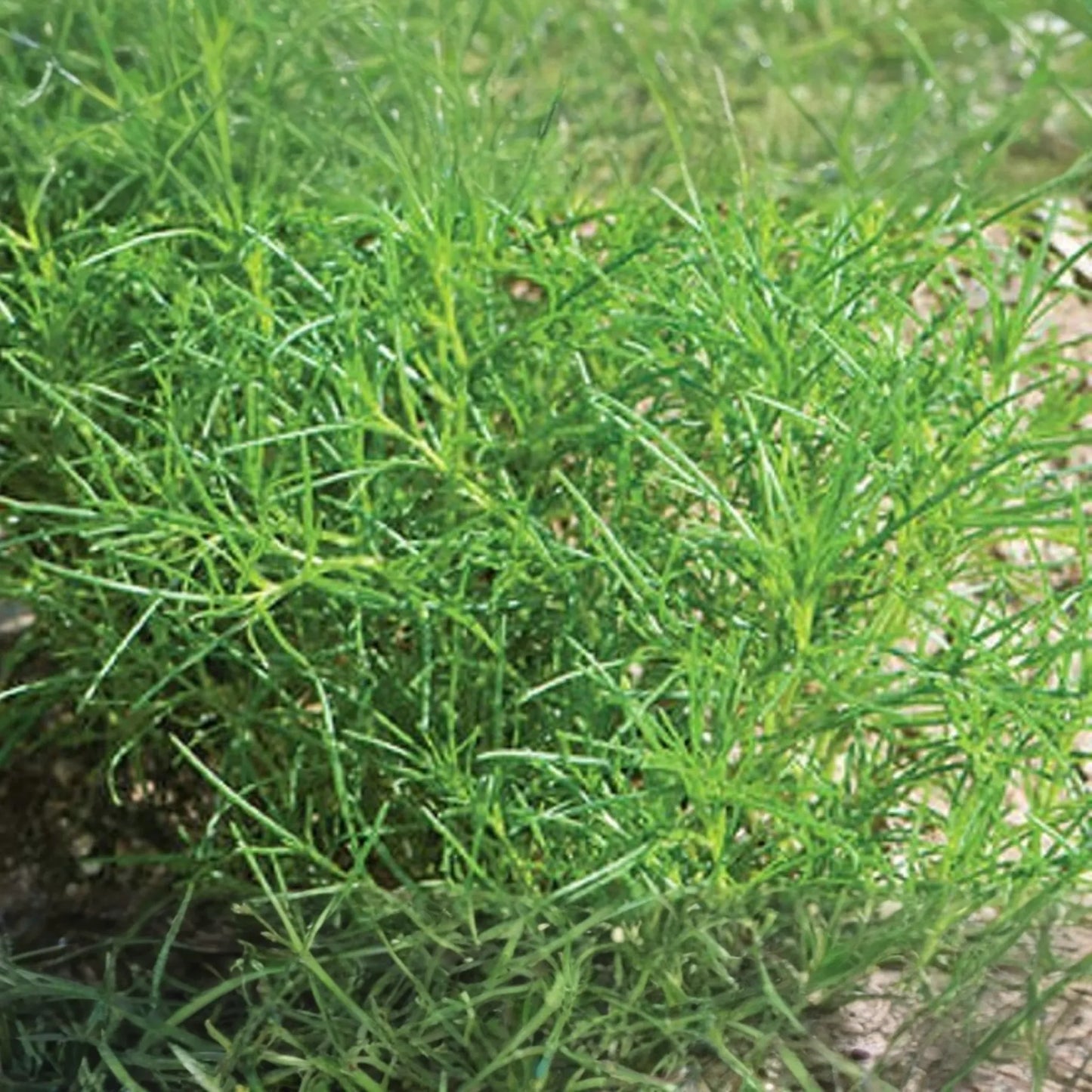 200 Saltwort Herb Seeds - Non-GMO, Traditional Japanese Culinary Herb, USA Seller,