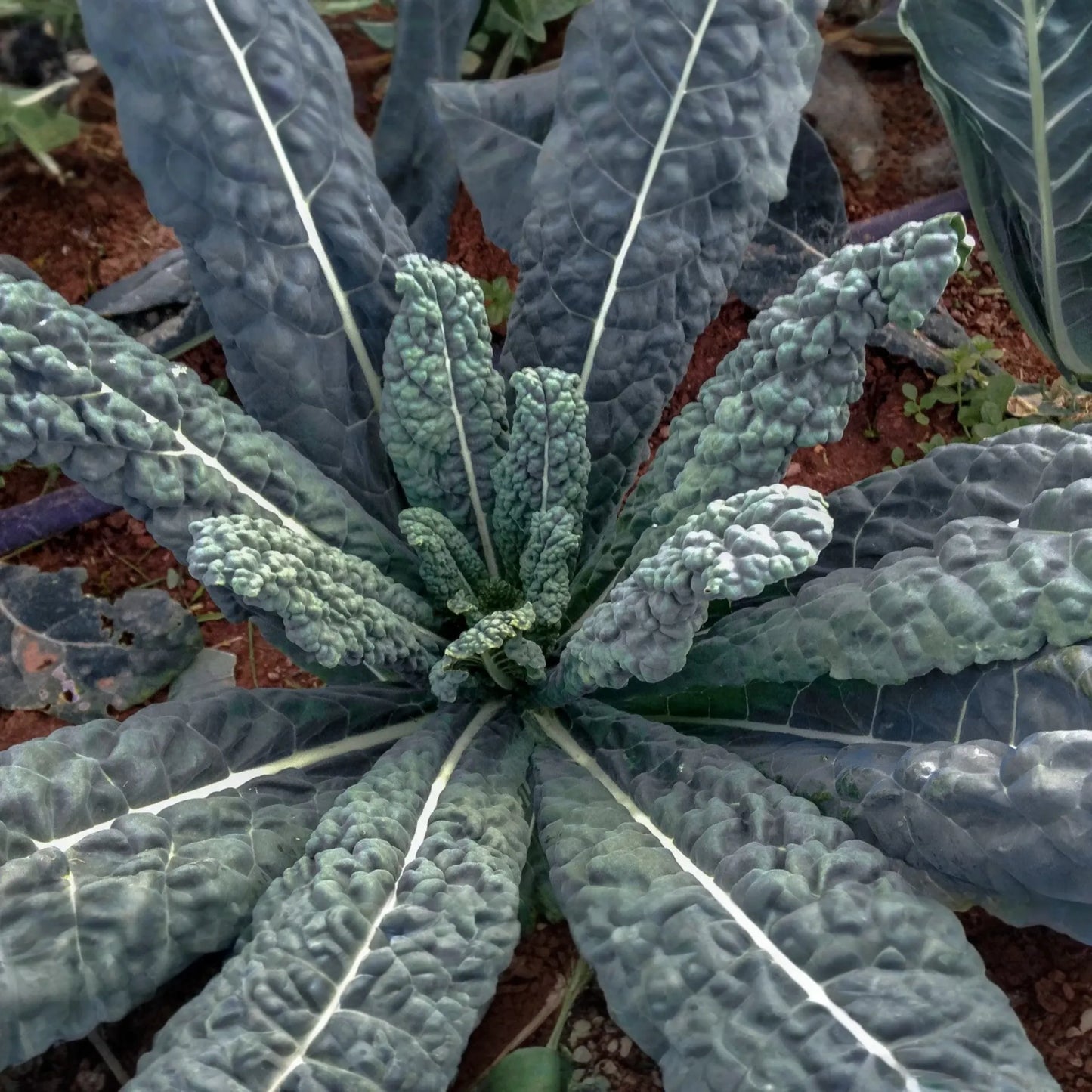 1,000 Lacinato Kale Seeds - Non-GMO Heirloom, Dinosaur Kale, Cold Hardy,