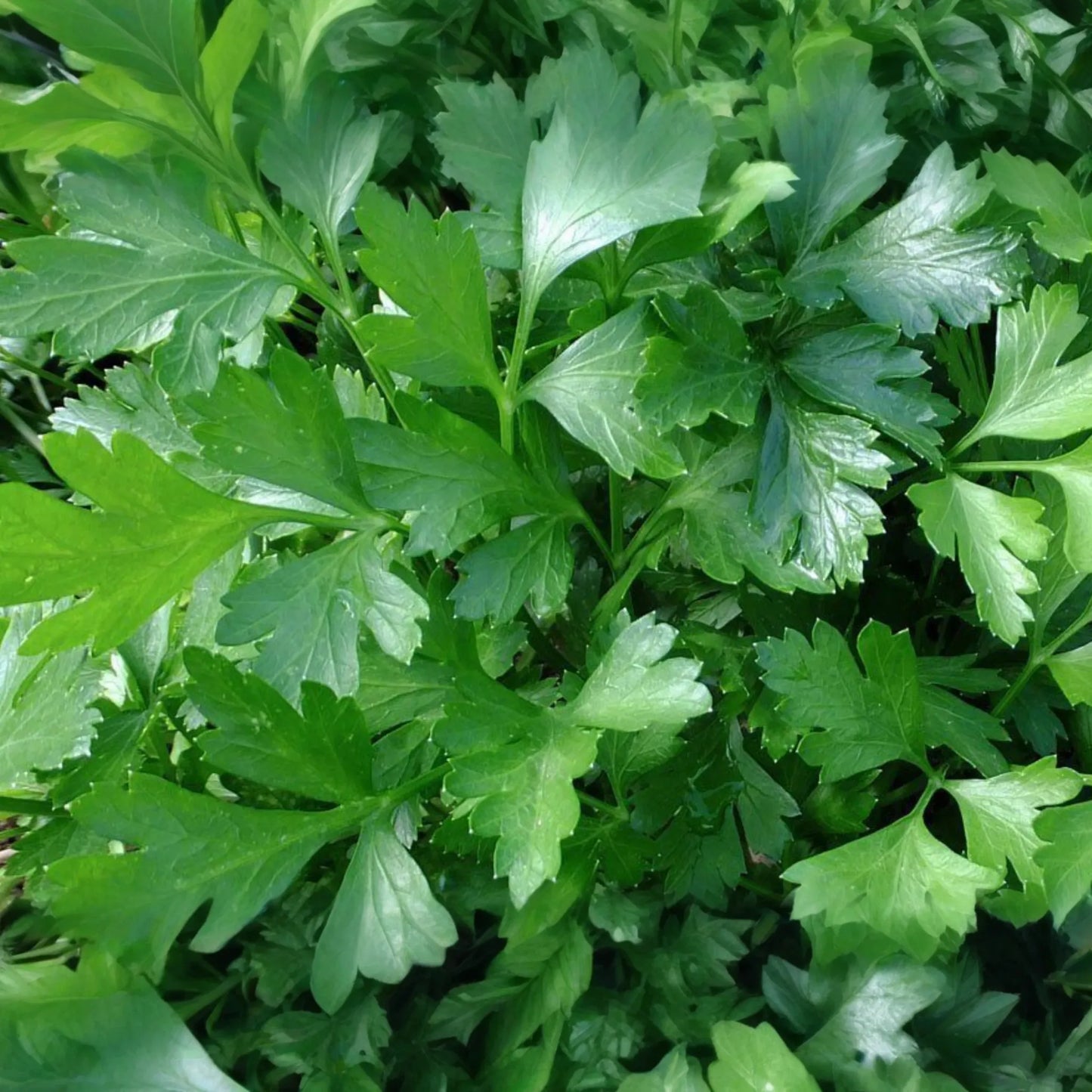 2,000 Italian Giant Parsley Seeds - Non-GMO Heirloom, Culinary Herb,