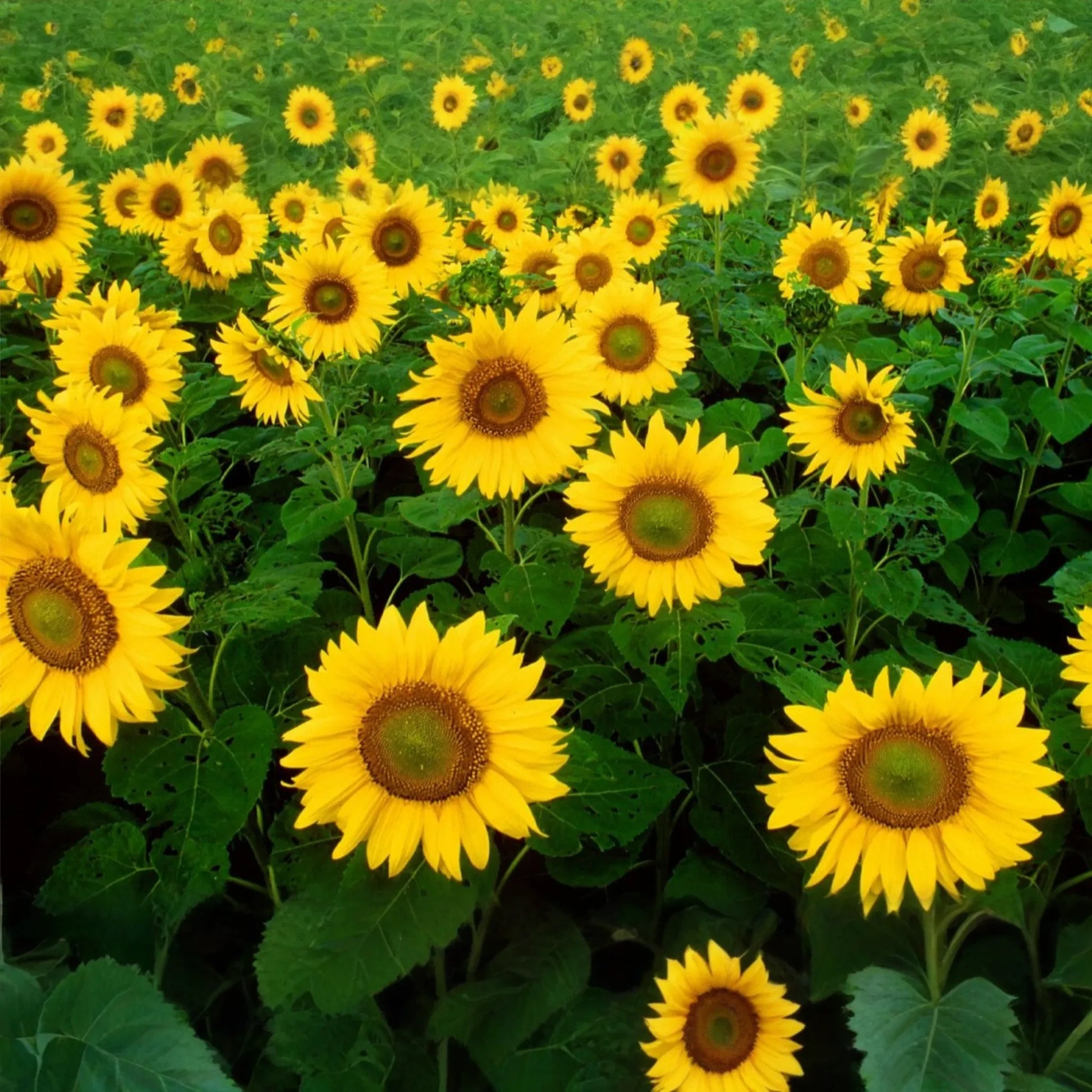 50 Skyscraper Sunflower Seeds - Heirloom, Non-GMO, Giant Blooms, USA Seller