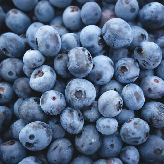 200 Highbush Blueberry Seeds - Disease-Resistant, Self-Fertile,