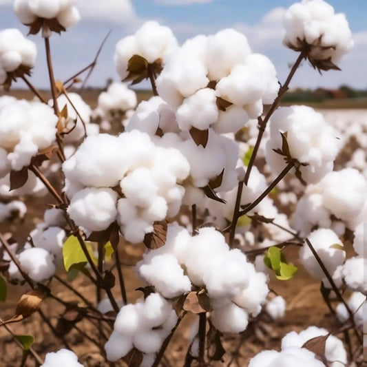 38 White Cotton Seeds - Gossypium - Non-GMO USA Seller, Best Price, Spring/Fall Bloom