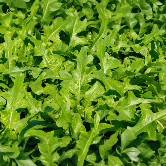 1000 Heirloom Italian Dandelion Seeds - Catalogna Emerald Endive (Cichorium intybus) - Slow-Bolting Chicory