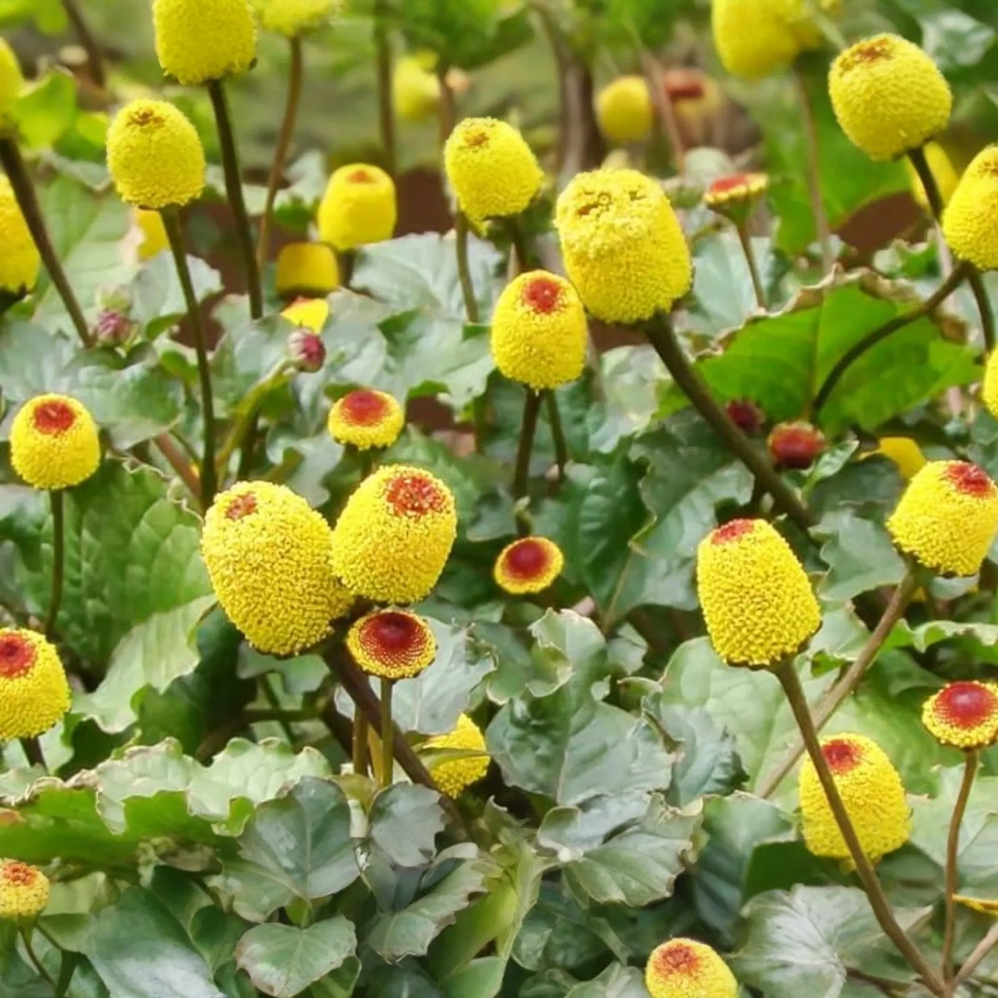 100 Paracress Seeds - Medicinal Herb - Toothache Plant (Spilanthes oleracea) - Buzz Buttons