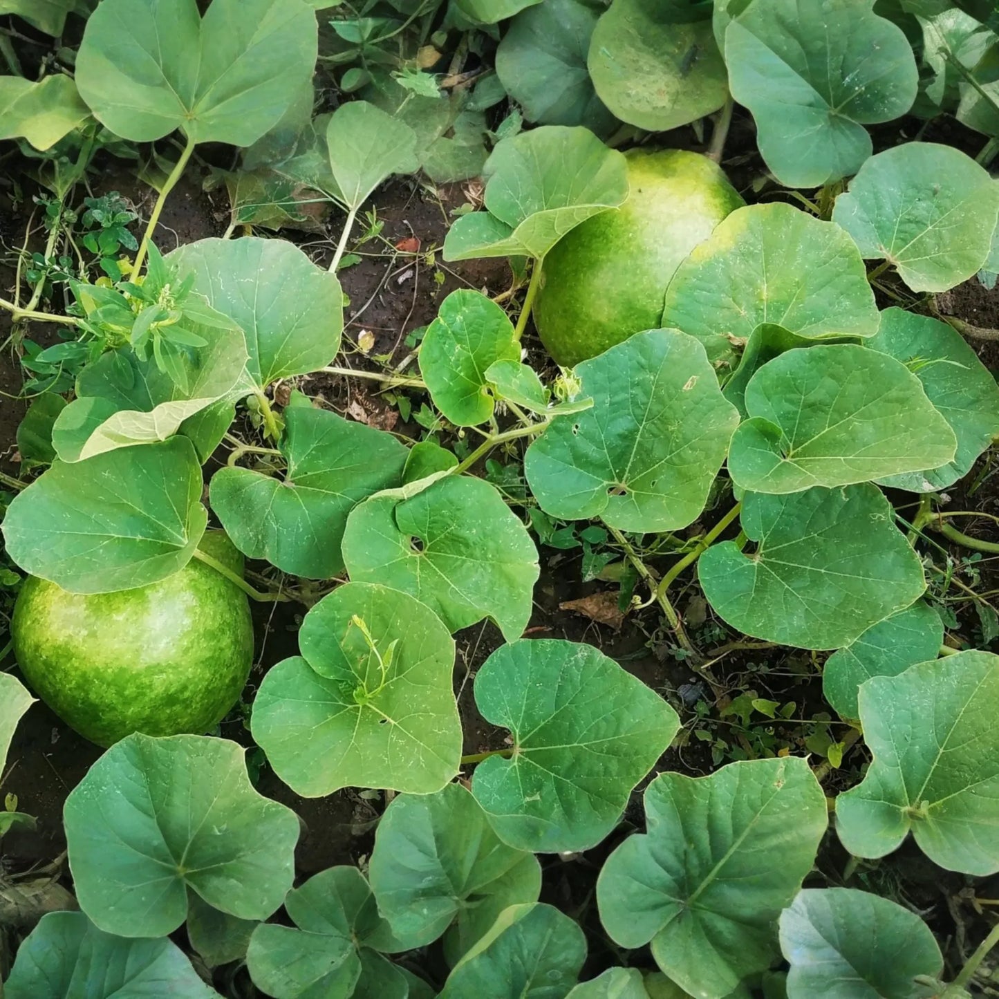 15 Giant Bushel Gourd Seeds - Up to 100 lbs! - Non-GMO Heirloom - Basket & Craft Gourd - US Seller