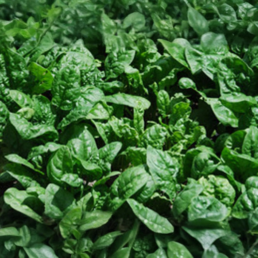 500 Giant Noble Spinach Seeds | Non-GMO Heirloom | Long-Standing Variety