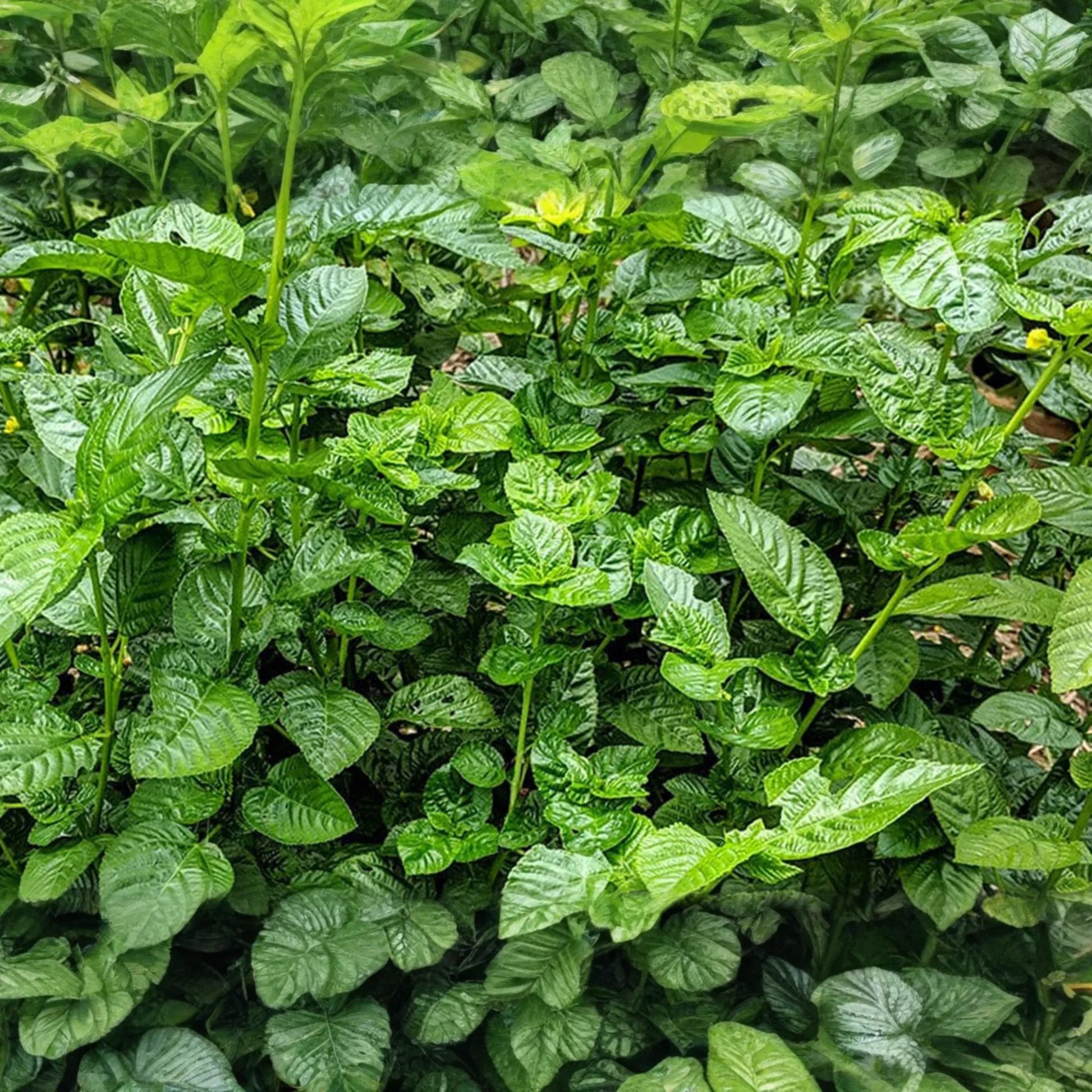 100 Molokhia Seeds | Egyptian Spinach (Corchorus olitorius) | Saluyot, Green Jute, Heirloom, Non-GMO