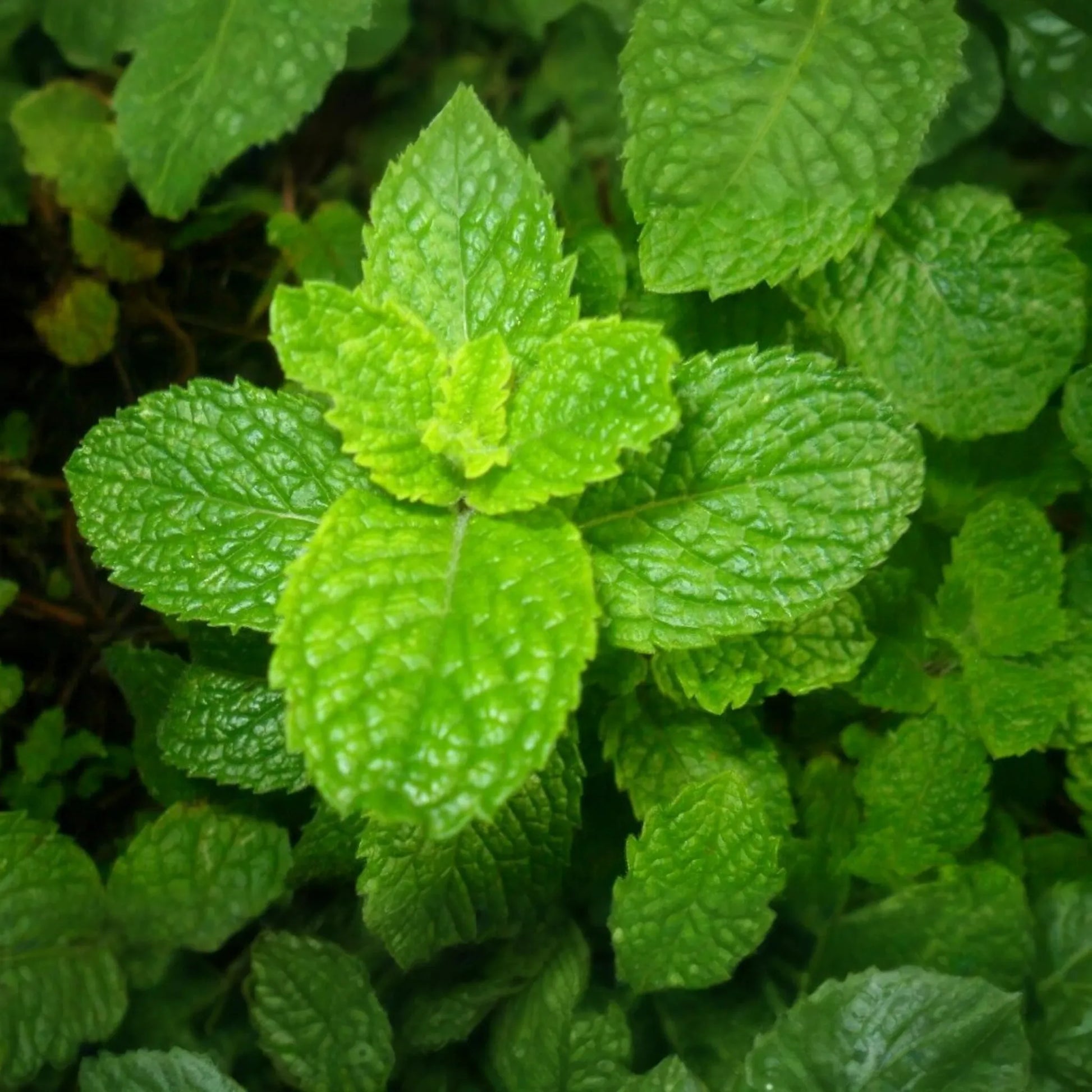 2500 Spearmint Seeds | Mentha spicata | Non-GMO Herb for Tea, Culinary & Medicinal Use