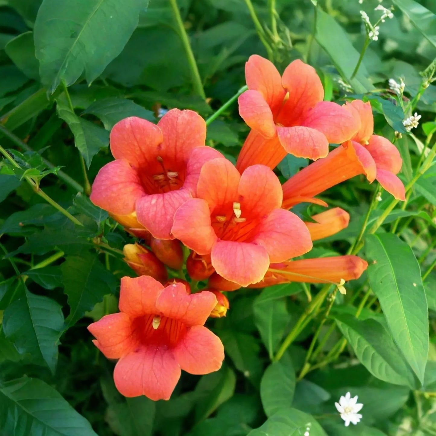 70 Hummingbird Trumpet Creeper Vine Seeds | Campsis Radicans | Fast-Growing | Attracts Pollinators