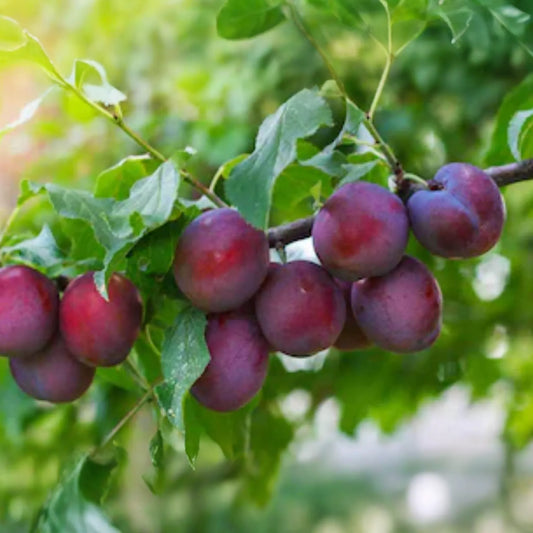 Methley Plum Fruit Tree Bare-Root Starter Plant, 3-4 ft Tall, Self-Pollinating, Early June Harvest Prunus salicina