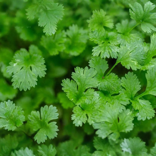 500 Fresh Cilantro Coriander Seeds NON-GMO | Heirloom Herb for Cooking | Easy to Grow | USA Seller