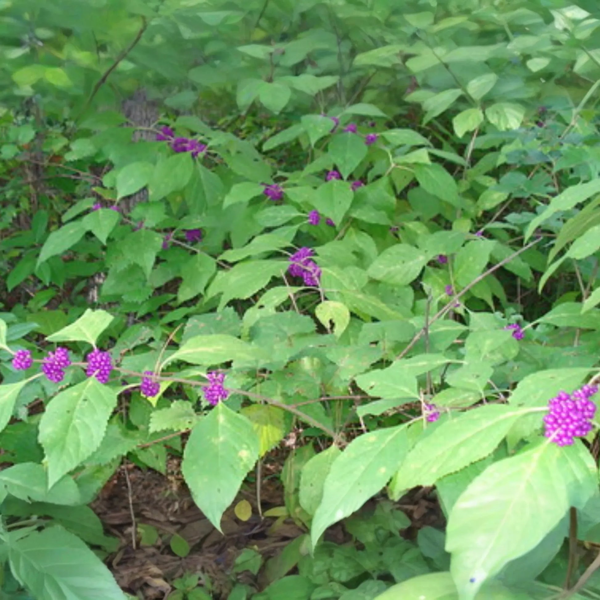 10 Organic Japanese Beautyberry Cuttings | 5-7" Edible Unrooted Plant | Vibrant Purple Berries |