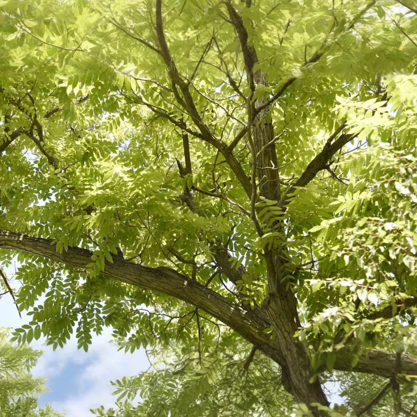 Butternut White Walnut Tree Seedlings - 2 Live Plants, Juglans cinerea, Fast-Growing Shade Tree, Hardy in USDA Zones 3-7